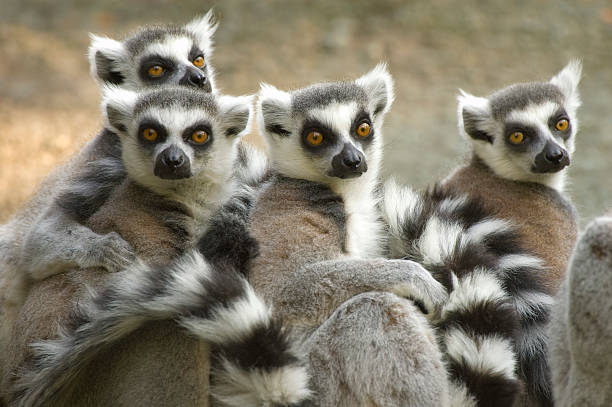Ring-tailed Lemurs Ring-tailed Lemurs (Lemur catta). lemur madagascar stock pictures, royalty-free photos & images