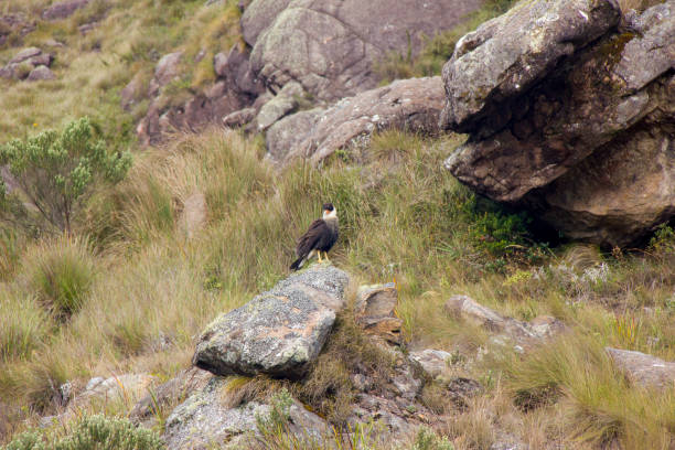 istock known bird with carcara outdoors in Rio de Janeiro. 1401001813