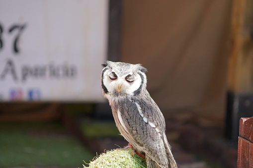 Very beautiful Northern white-faced owl\n\nBirds in Castellon Spain