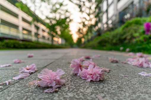 cherry blossoms falling on the ground