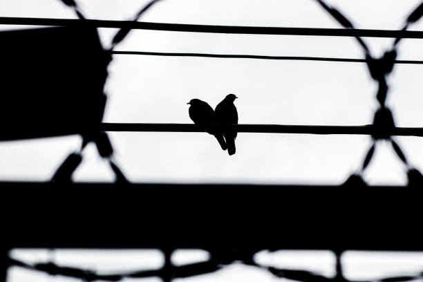 silhouette couple of birds known as dove, in a wired in Rio de Janeiro. silhouette couple of birds known as dove, in a wired in Rio de Janeiro Brazil. asa animal stock pictures, royalty-free photos & images