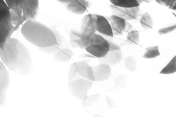 istock Soft blurred shadow of leaves on white background 1401003266