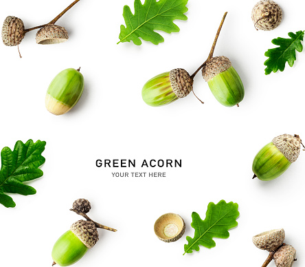 Branch with green oak tree leaves and acorns on colored background, close up top view.