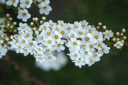 branch of flowering spirea in spring closeup
