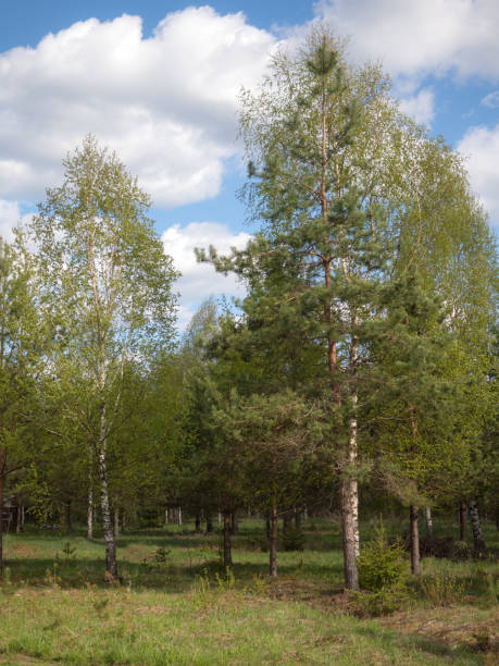 istock landscape in the forest 1401004660