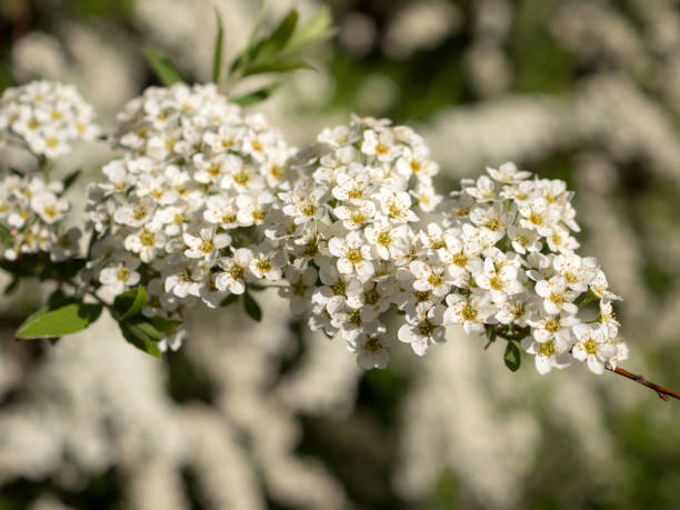 istock branch of flowering spirea 1401004686