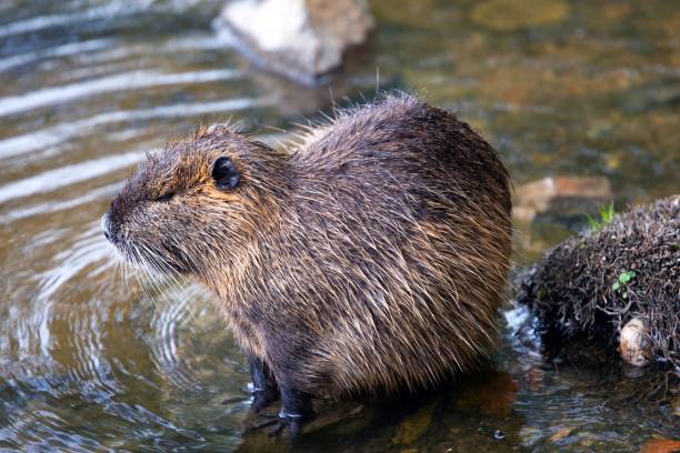 istock Nutria in the River Vitava, Prague, Czech Republic. 1401005637