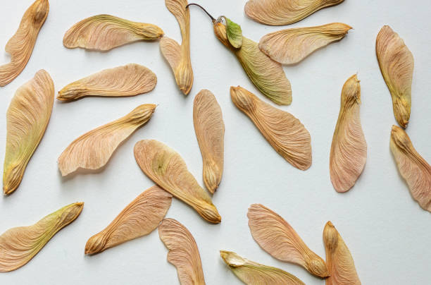 Maple tree seeds on white background Maple tree seeds on white background. Beauty in Nature. Diversity concept. Abstract background maple keys maple tree seed tree stock pictures, royalty-free photos & images