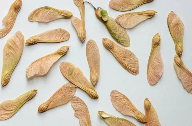 Maple tree seeds on white background. Beauty in Nature. Diversity concept. Abstract background
