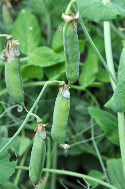 istock Peas ripen on a green bush 1401008121