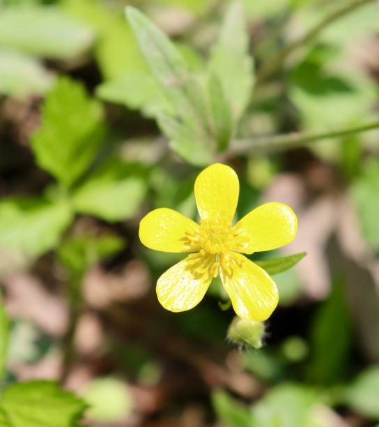 istock Bright Yellow Wildflower 1401008150
