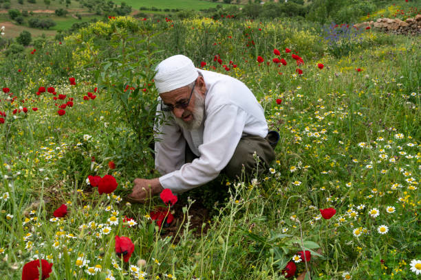 wildflowers blooming in spring. old man clearing weeds around almond tree seedling. The man was photographed with a full-frame camera while working in the garden.