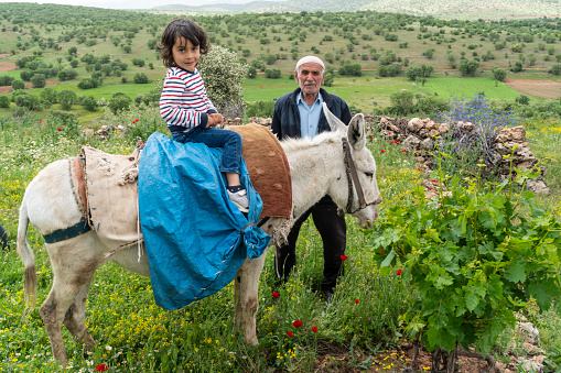 grandfather put his grandson, who came to visit him, on a donkey. The boy is quite happy with this situation. The boy who spends the spring vacation with his grandfather. He rides a donkey among wildflowers. Shot with a full-frame camera in daylight.