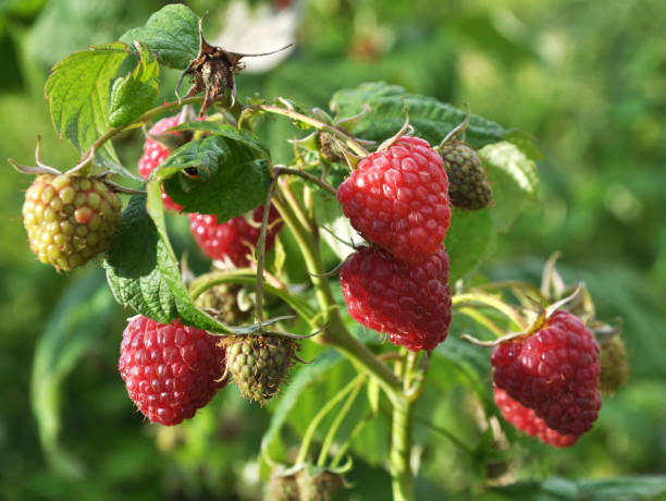istock Fruits of raspberry on a bush branch 1401010049