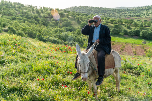 Man and his donkey dressed up for Mexican revolutionary fesivities in San Miguel de Allende, Guanajuato, Mexico
