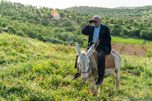 An old man on a donkey looks away through binoculars. Taken with a full-frame camera in sunny weather in a forest area.