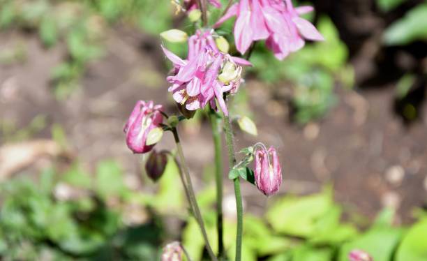 istock Flower Aquilegia vulgaris (Latin Aquilegia vulgaris) or Catchment (Columbine, Grandmother's hat) 1401011009