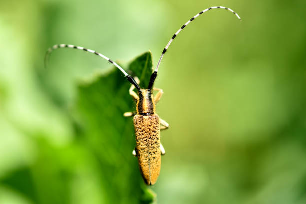 A lumberjack beetle with a long gray mustache sits on green grass.
