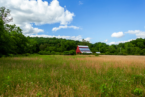 Old red barn surrounded by over growth and trees.