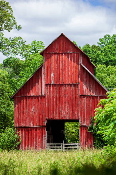 istock Old red barn surrounded by over growth and trees. 1401013429