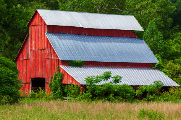 istock Old red barn surrounded by over growth and trees. 1401013441