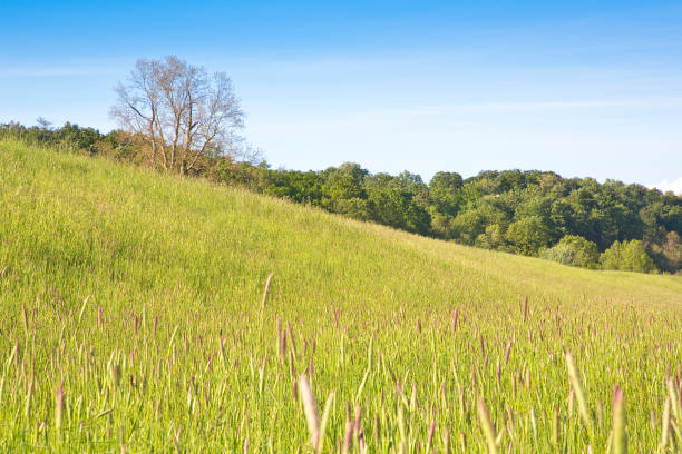 istock Beautiful tuscan countryside with trees on background in springtime (Italy) 1401016340
