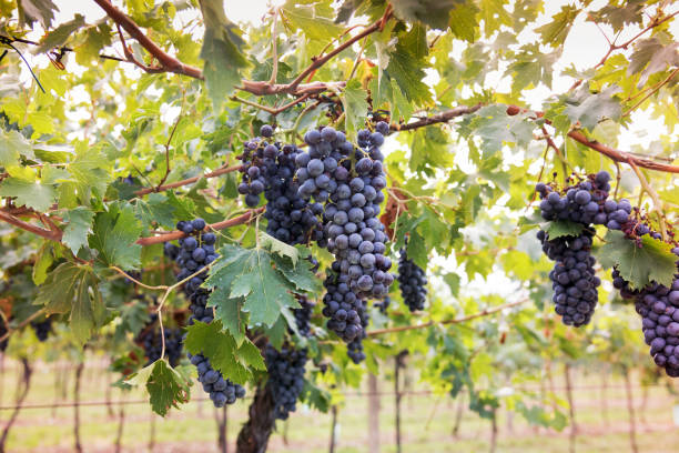 istock Bunch of ripening black grapes on a vine 1401016906