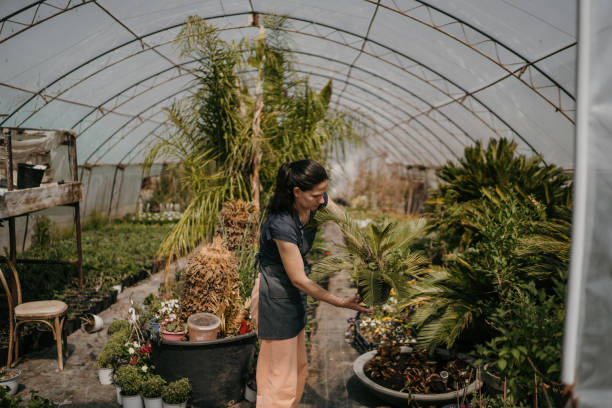 istock Woman working in greenhouse 1401016983