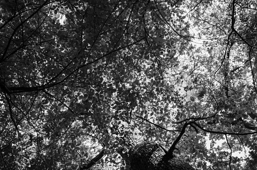 Branches with autumn sunlit maple leaves in forest at sun day. Black and white toned image.