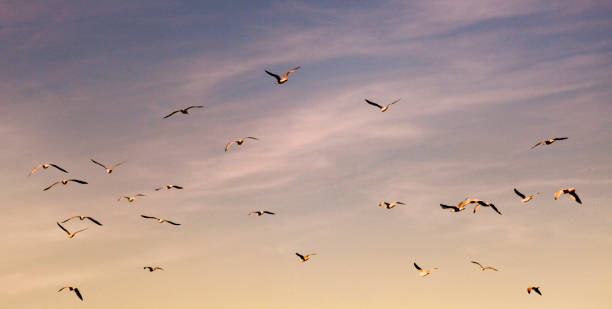 istock Flock of seagulls flying at dusk. 1401019617