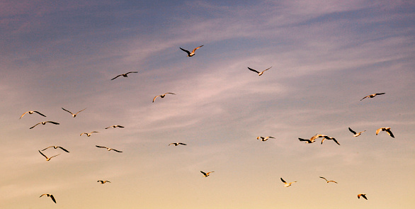 Flock of seagulls flying at dusk. A Coruña province, Galicia, Spain. Full frame view suitable for backgrounds.