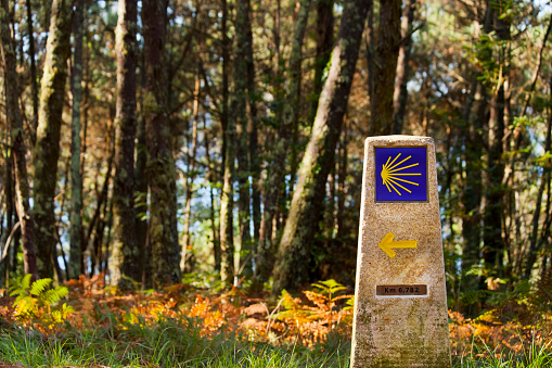 Camino de Santiago milestone, directional and information sign, pine forest background.