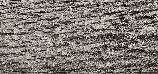 A close-up of an oak tree's bark.
