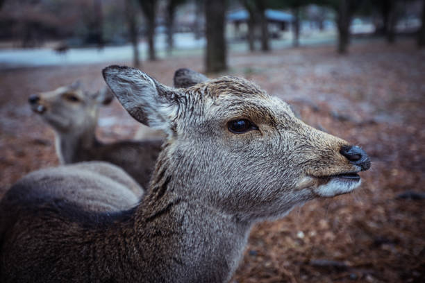 Wet Wild Deer in the Nara Park, Japan