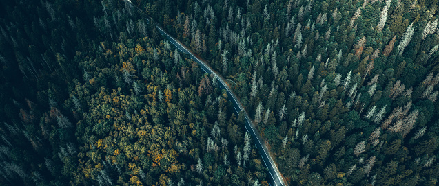 Top view of the road through the forest.