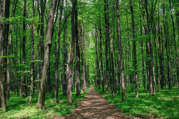 istock Beautiful summer landscape – footpath in a forest 1401019886