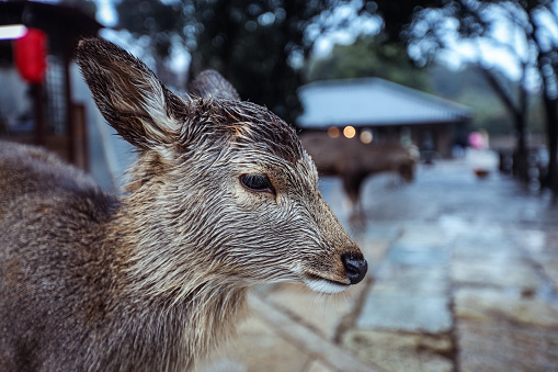 Wet Wild Deer in the Nara Park, Japan