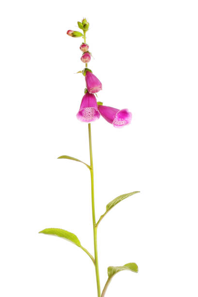 istock Foxgloves flowers and foliage 1401019979