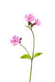 rote-campion-blumen.jpg?b=1&s=170x170&k=20&c=fG8GRxJUlCSTdDvFpaZSdVzRrDqKd5WC8B036d5AnLU=