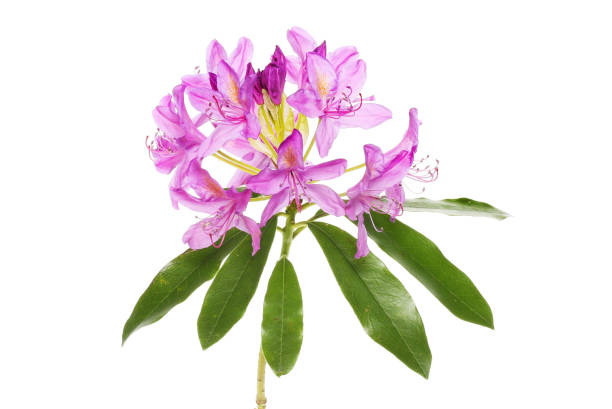 istock Rhododendron flowers and foliage 1401020526