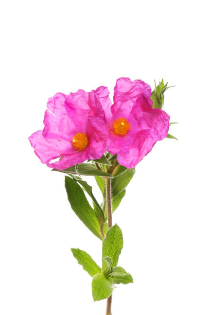 istock Rockrose flowers and foliage 1401020541