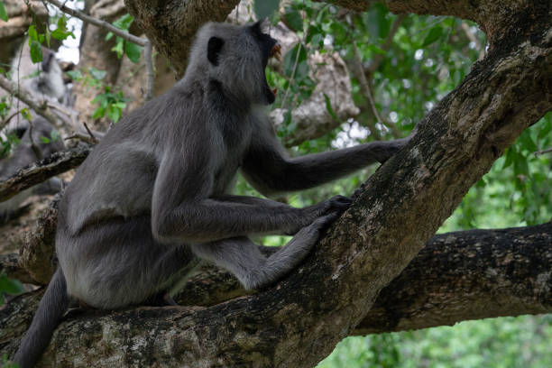 scimmia che piange seduta sull'albero, sri lanka - clamour foto e immagini stock