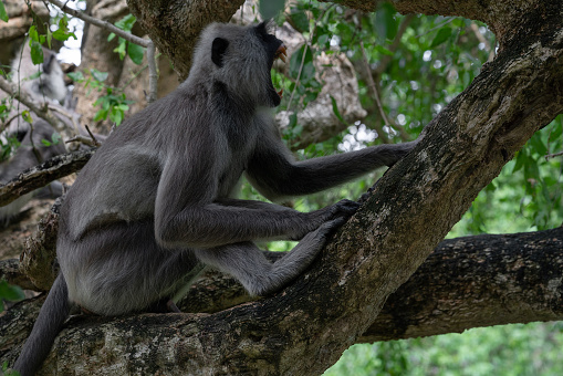 Crying monkey sitting on the tree, Sri Lanka
