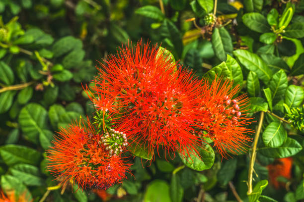 colorido ohi a lehua flores rojas waikiki honolulu hawaii - pele fotografías e imágenes de stock