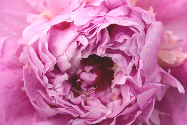 istock close up macro of peony flower 1401021312