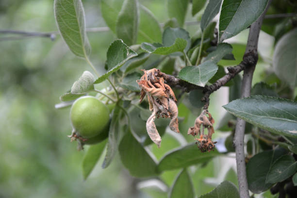 Fire blight in apples Fire blight at an apple orchard bad condition stock pictures, royalty-free photos & images