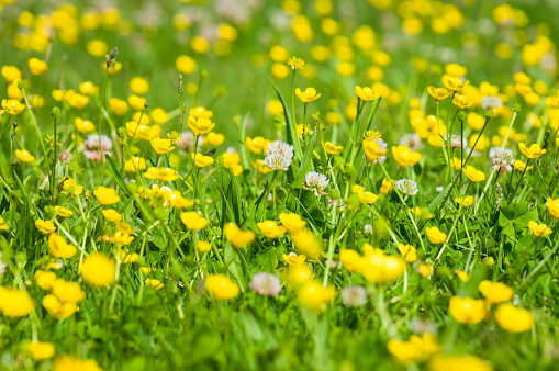 Nice field with fresh yellow dandelions and green grass. Small depth of field. Beautiful spring day.