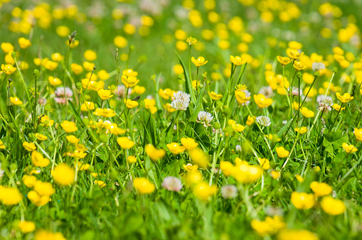 Flower of daisy is swaying in the wind. Chamomile flowers field with green grass. Close up.