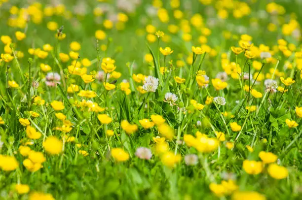 Yellow buttercups and white clover blossoms grow in a grassy area on Cape Cod.