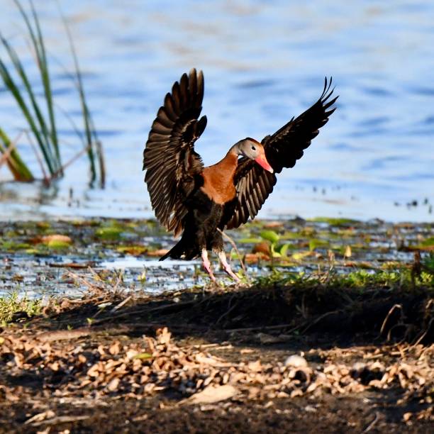 istock Black Bellied Whistling Ducks landing 1401022229